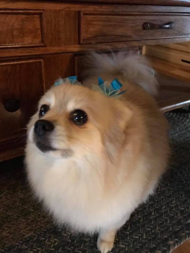 52983164_10155952235331716_8614103558385565696_n