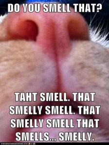 smell