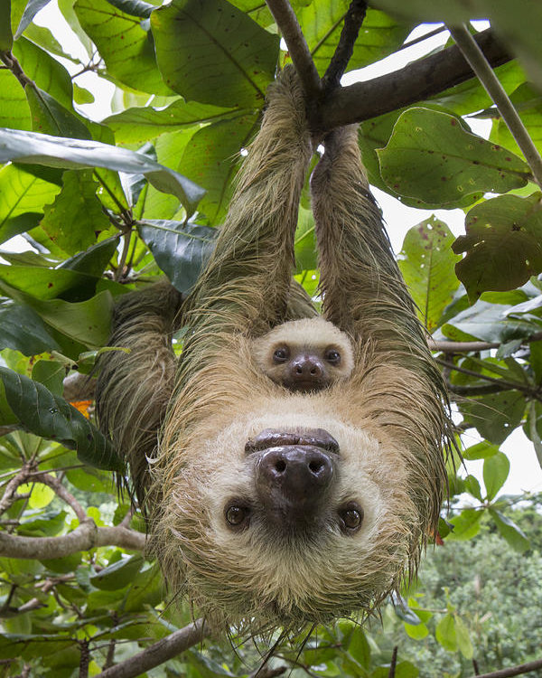 5-hoffmanns-two-toed-sloth-and-old-baby-suzi-eszterhas